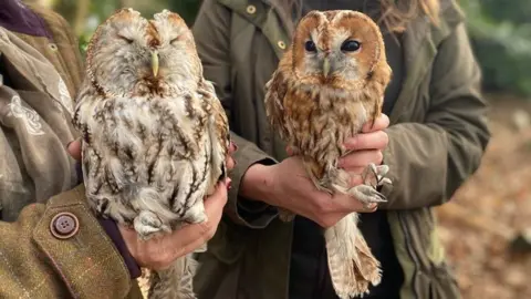 Anna Louise Claydon/BBC Snowball and Wotsit tawny owls. They are being held by two women who are wearing coats, but only their torsos are in the image. One owl has its eyes shut, the other's are open.
