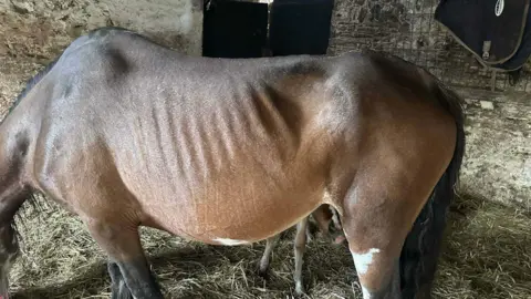 World Horse Welfare A side image of an underweight brown horse. The horse is standing in a barn on hay. It appears to be grazing. Its ribs are clearly visibel.