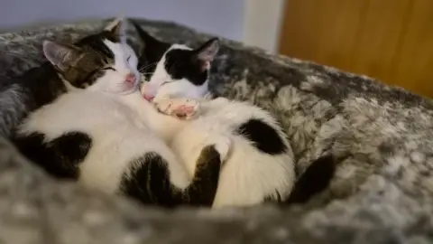 Alan Dyer Two kittens cuddle on a fluffy cat bed. One kitten is mainly white, with tortoiseshell patches on his head and body, and the other is mainly white with black patches.