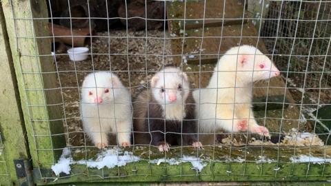 Pet ferrets stolen from the village of Sundridge