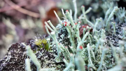 Stalks of green lichen stand upright on a falled tree topped with tiny red coloured caps