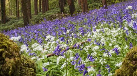 Andy Mills Bluebells at Cadora Woods