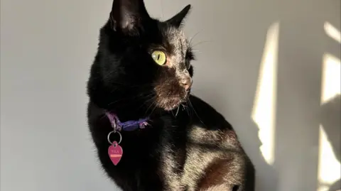 A black cat wearing a purple collar sitting and looking to one side. There's a white wall behind it with some shadows projected onto it.