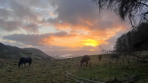 Heathe Taylor Four horses with their heads down munching on grass in a field.