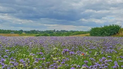 BBC Weather Watchers/Graham's vista A sea of purple flowers on green stalks under a cloudy sky.