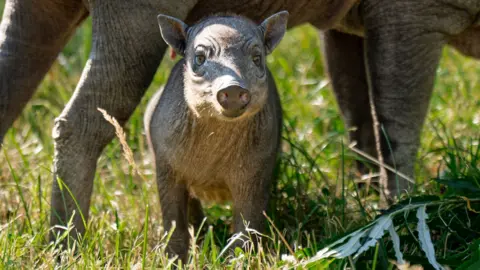 Chester Zoo A close up of a babirusa piglet named Rana standing under its mother at Chester Zoo.