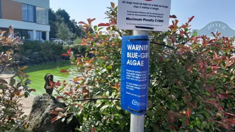 BBC Warning sign for blue-green algae at Antrim Lough Shore park