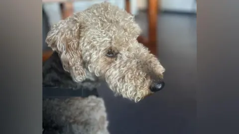 RNLI/Jess Curtis A dog with tight curly fur. She is a pale beige colour.