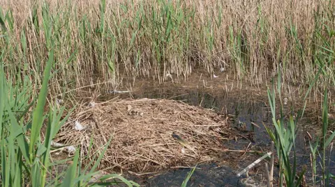 Dave Rogers A common crane nest. It is made up of light brown twigs and sticks and is sitting on water. It is surrounded on all sides by green and light brown reeds. 