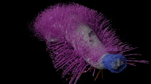 Dr Mark Sutton /  Imperial College London An image of a slug-like creature with pink and blue spines, on a black background 