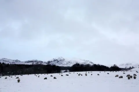 Reuters Sheep grazing in a snow-covered field. There are snowy hills in the background and a grey-white sky