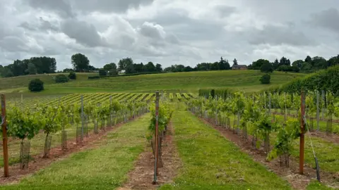 A vineyard with rows of grape trees growing 