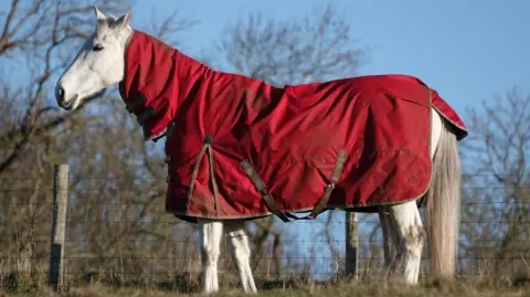 A grey horse wearing a red rug, standing in a field.