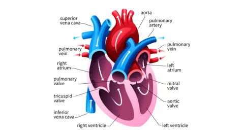 Getty Images Diagram of the heart with a red section at the top labelled as the aorta, a blue pipe labelled as the pulmonary artery, and a straight line pointing to the mitral and aortic valves.