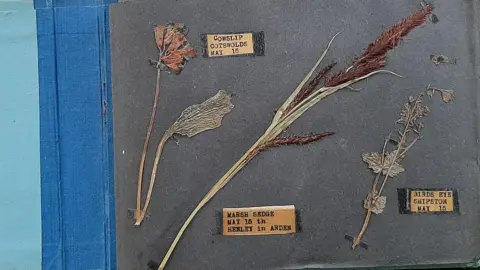 David Cobb A grey page in an exercise book that contains dried and pressed flowers, with labels that state the names of the flowers.