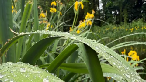 CTomkins87/Weather Watchers Green grass with raindrops on them looking prominent.