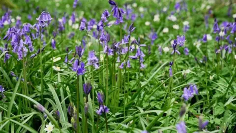Hannah Roe/BBC Bluebells in long grass.
