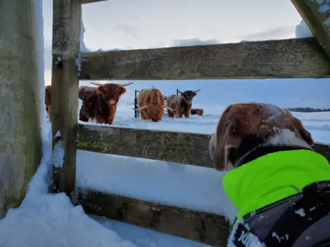 Neil Mackinnon Dog peeking through a wood fence to look at four brown highland cows standing in a snowy field