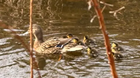 Mother duck, brown, swims in brown water followed by her ducklings