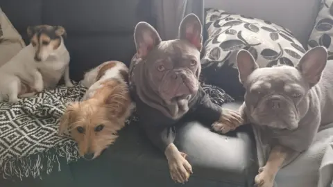 Sally Sarl Sally's four dogs sitting on a sofa. Two are French bull dogs, one is a long haired terrier type dog and one is a Jack Russell 