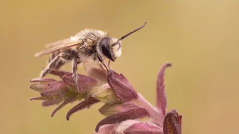 A picture of the rare bee that is on top of a flower. It is a large blonde bee on a purple flower