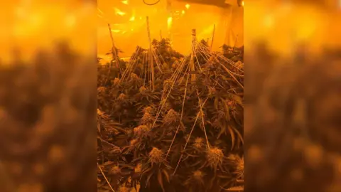 A dense indoor planting filled with leafy plants under warm orange grow lights. Strings and stakes are arranged above and among the plants to support heavy branches. The enclosed space appears carefully controlled, with reflective walls and even lighting throughout.