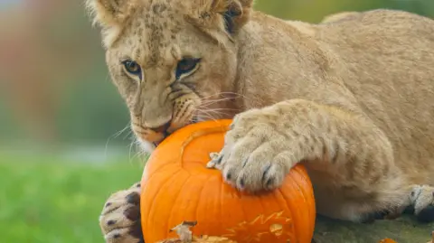 A lion cub chewing on a pumpkin