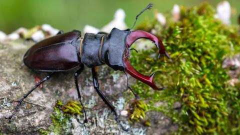 Stag beetle on tree branch