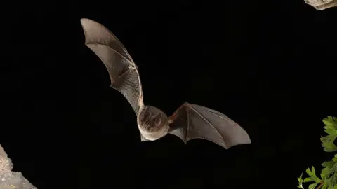 Getty Images A dark-brown bat flying through a dark landscape, its wings spread wide, with rocks and leaves seen in the corners of the photo.