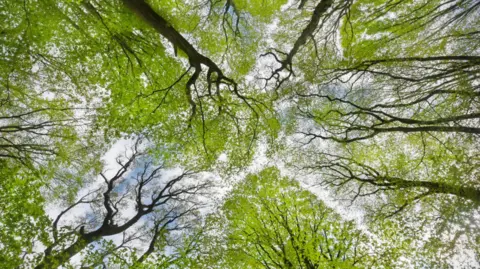 BBC A picture of trees taken from below looking upwards. The trees have dark coloured branches and bright green leaves.

