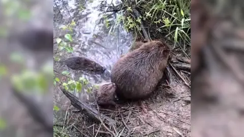 A beaver and two kits at the edge of a stream, lined with foliage.