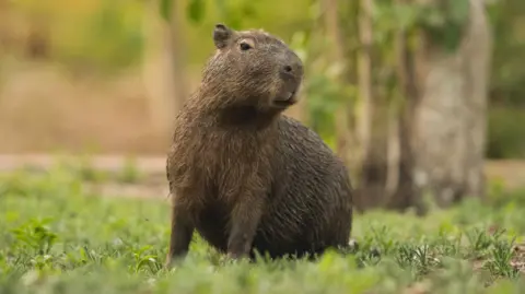 Capybara in its natural habitat