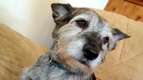 Elderly terrier cross dog with white and grey fur and a blue collar