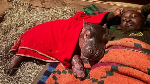 A baby hippo lies beside a man, the hippo covered with a red blanket and man wrapped in an orange blanket with green and purple patterns.