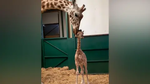 Port Lympne Hotel & Reserve A mother giraffe leaning down and petting a baby giraffe. 