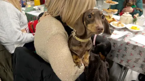 A brown dachshund is cuddled by its owner as it sits on her lap during a Christmas party. They are sat at a table which has a Christmas dachshund tablecloth on, and is covered in party food.