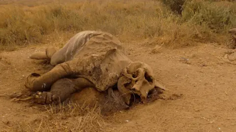 Elephant carcass lying on its side on the ground