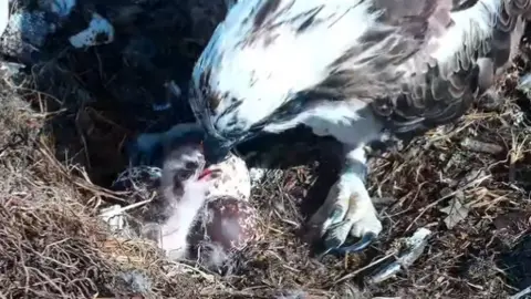 An Osprey feeding a tiny hatchling from its mouth in a nest.