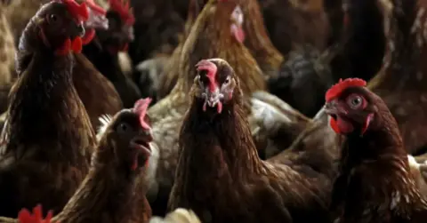 Reuters Close up picture of a group of brown feathered hens.