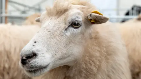 A profile images of a sheep's head looking to the left of the frame. It is cream in colour with thick wool, yellow eyes and a yello tag in its left ear. Other sheep can be seen in the background.