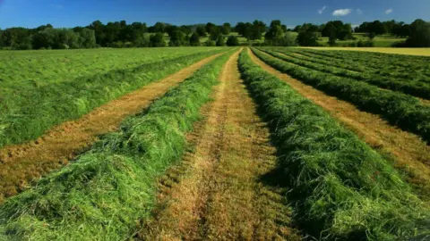 Walter Dalgleish A wide agricultural field with long, neat rows of freshly cut grass stretching into the distance. The green windrows create strong leading lines toward a backdrop of scattered trees beneath a clear blue sky.