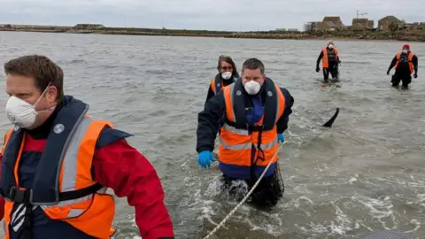 Weymouth and Portland National Sailing Academy Five people in the water helping recover the body of the deceased whale. They are all wearing high viz jackets and face masks.