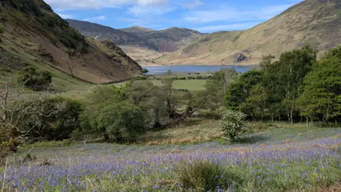 General view of the bluebells at Rannerdale in the Lake District, Cumbria, with Crummock Water in the distance. Beyond the lake mountains rise up into a blue sky dotted with light clouds.