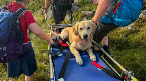 Wasdale MRT A golden retriever dog lies on a blue stretcher panting while being carried by members of Wasdale Mountain Rescue Team on Scafell Pike.