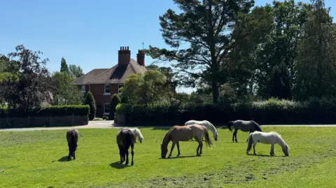 New Forest Explorer Horses on a patch of grass in front of a country house.