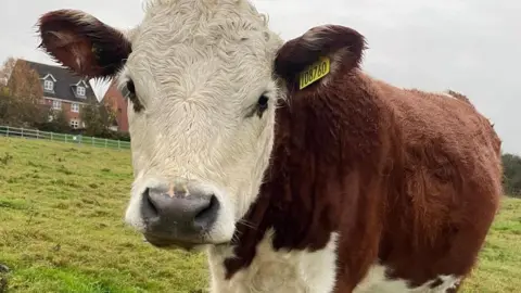 A photo of one of the cows at Gorse Hill City Farm.