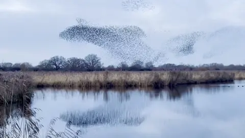 Starlings flying in formation about the sky in Oxford