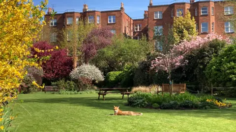 Erika Keenlyside A handsome fox lying on the grass in the sun.