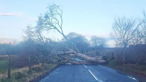 A trees blocks a road surrounded by fields