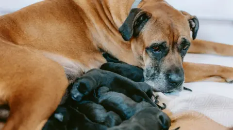 A large tan-colored dog lying on a soft, light-colored blanket indoors. The dog has a short coat, a black muzzle, dark ears, and is wearing a pale-colored collar around its neck. A litter of several newborn puppies is gathered tightly against the adult dog. 